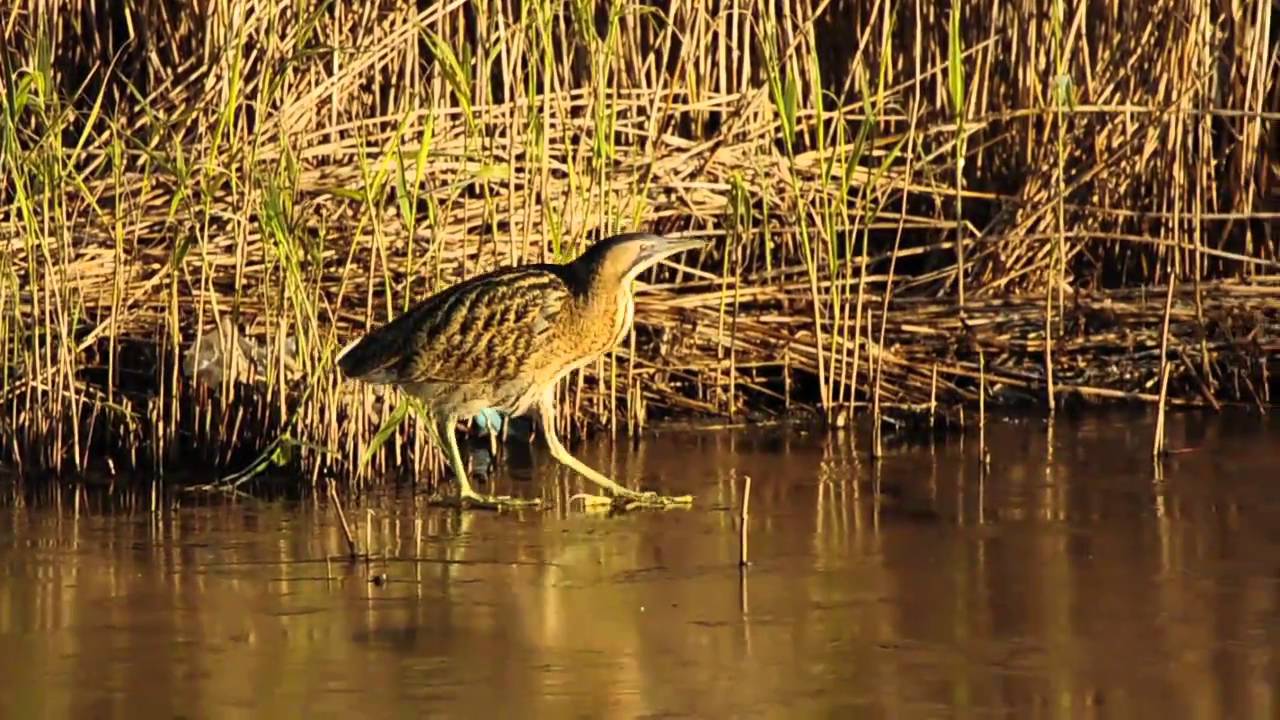 Marazion Marsh in winter with bitterns (Nikon D300s with 500mm)