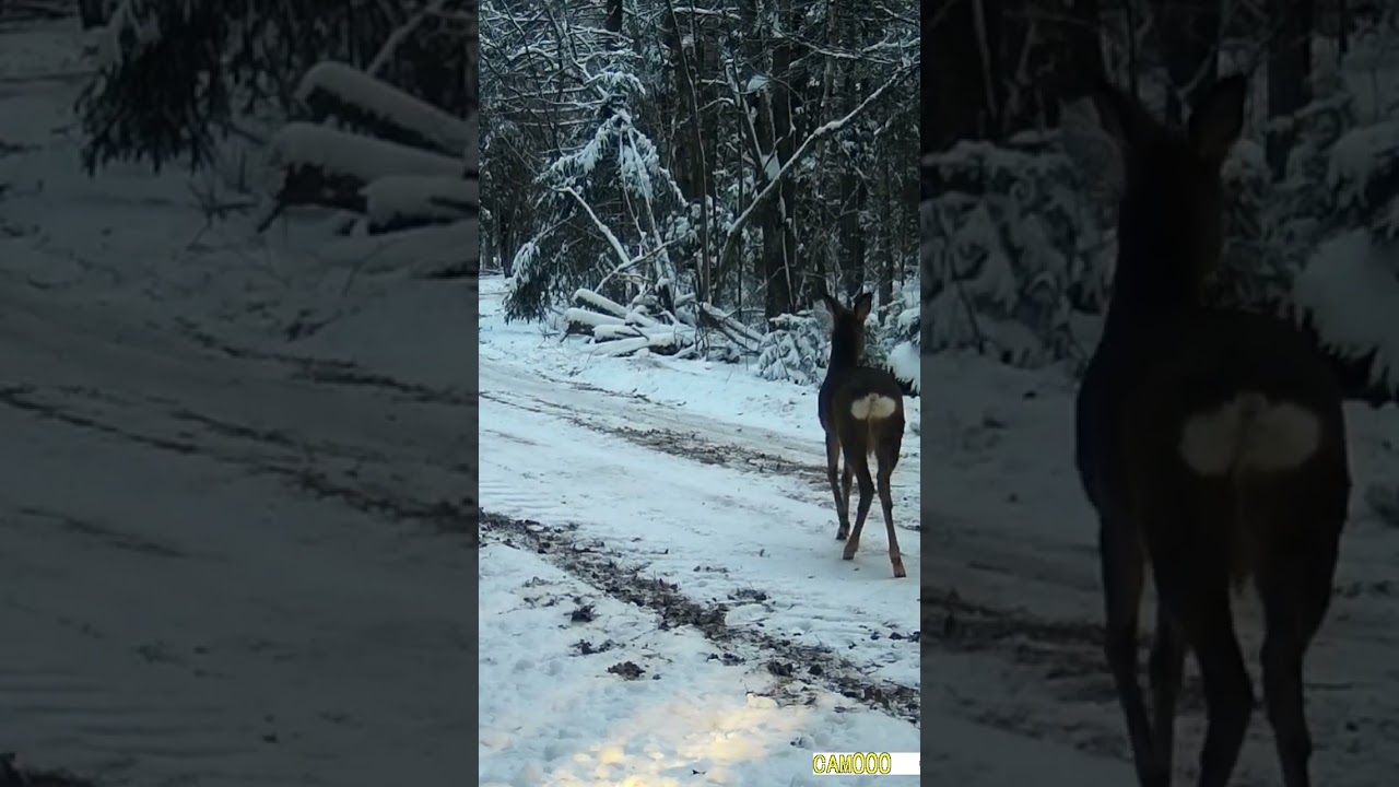 Kaziņa #stirnas #roedeer #deer #latvija #trailcamera