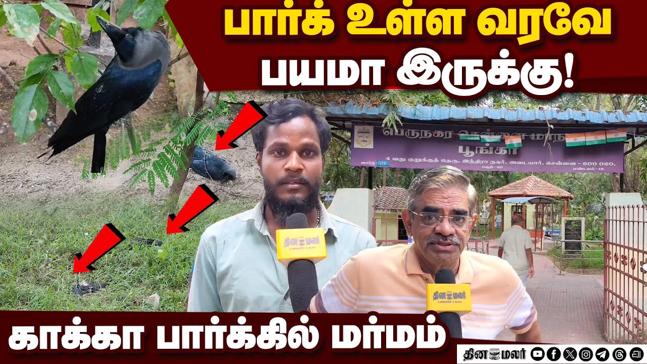அதிகரிக்கும் காக்கா மரணம்! காரணம் என்ன? | Chennai Park | Adyar Bird | Chennai Park Crow | Indira Nag