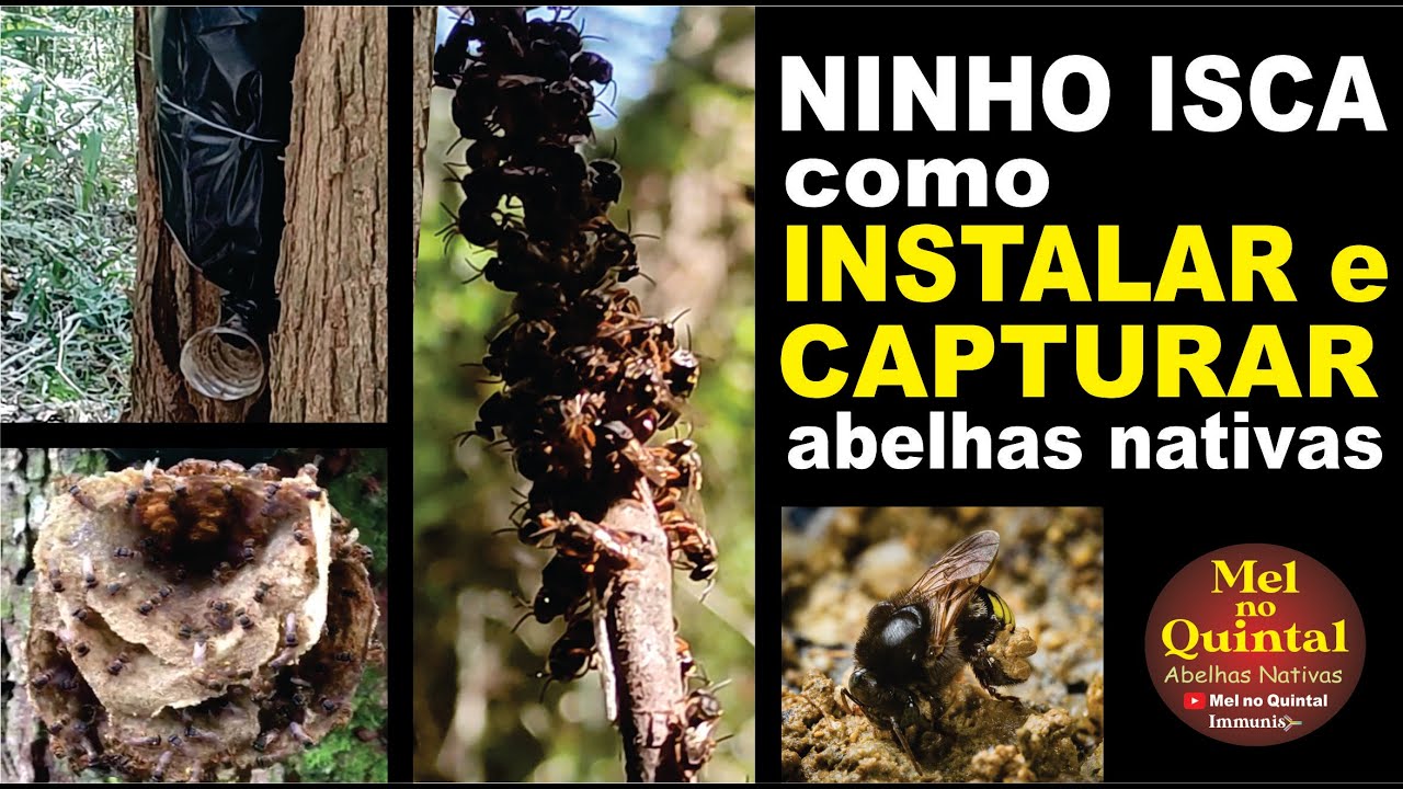NINHO ISCA, onde INSTALAR e CAPTURAR abelhas NATIVAS, e uma bela SURPRESA na mata.