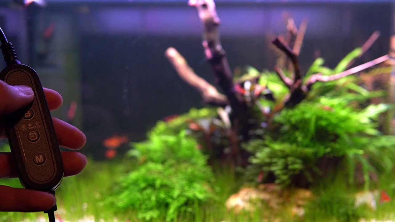 A good and affordable light for your aquarium | NICREW SlimLED review