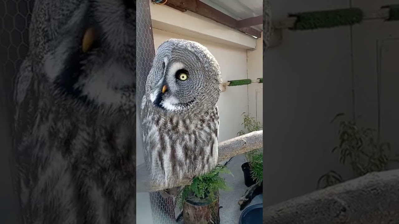 Great Grey Owl on high alert 👀🦉#shorts #birds #owl
