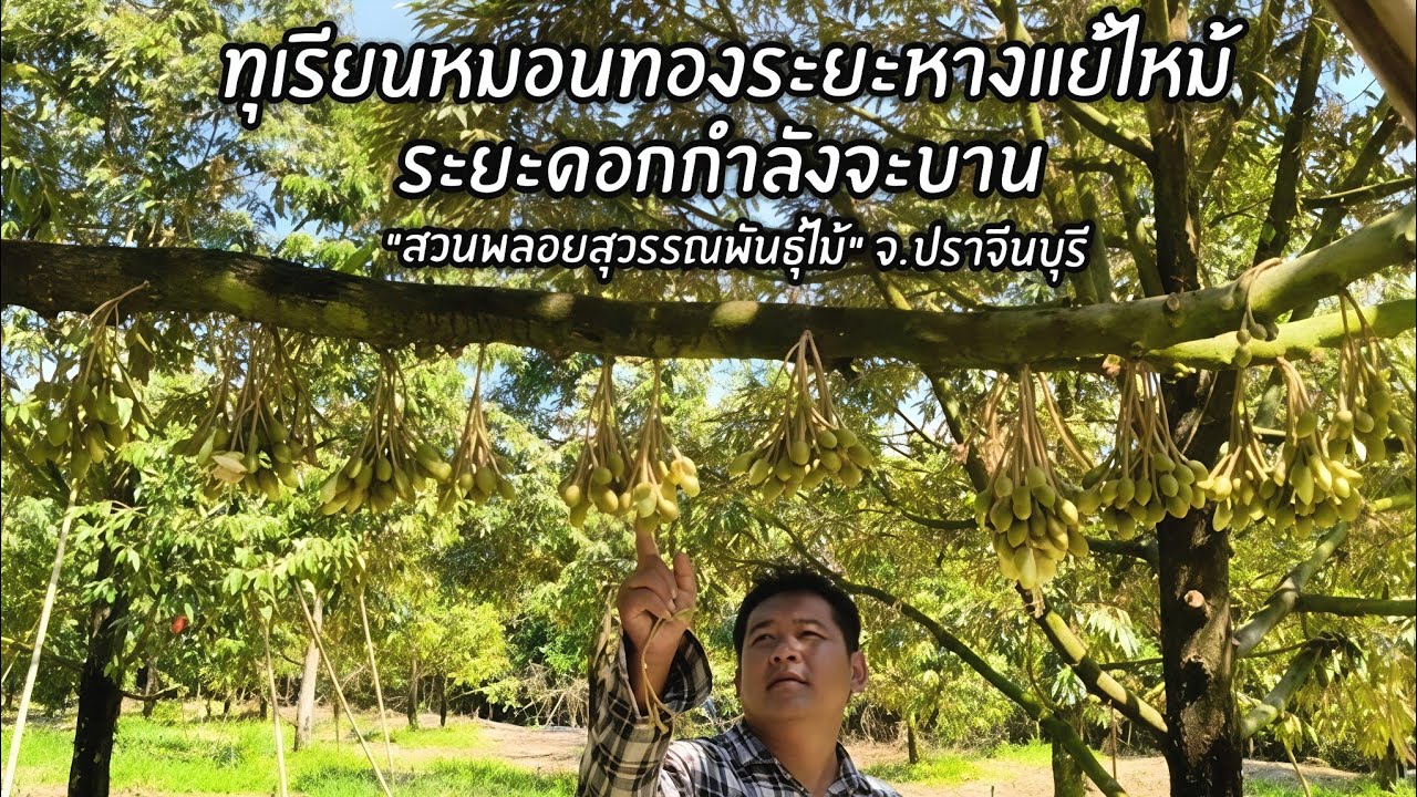 ทุเรียนหมอนทองระยะหางแย้ไหม..ระยะดอกกำลังจะบาน 