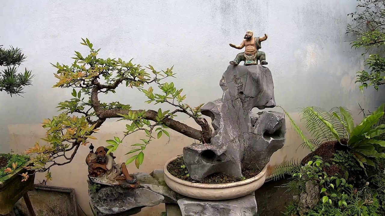Nguyễn huynh, chia sẻ bí quyêt làm bonsai mini