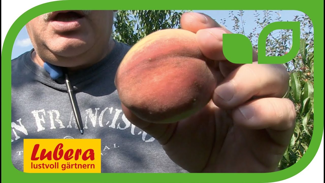 Der Poysdorfer Weinbergpfirsich