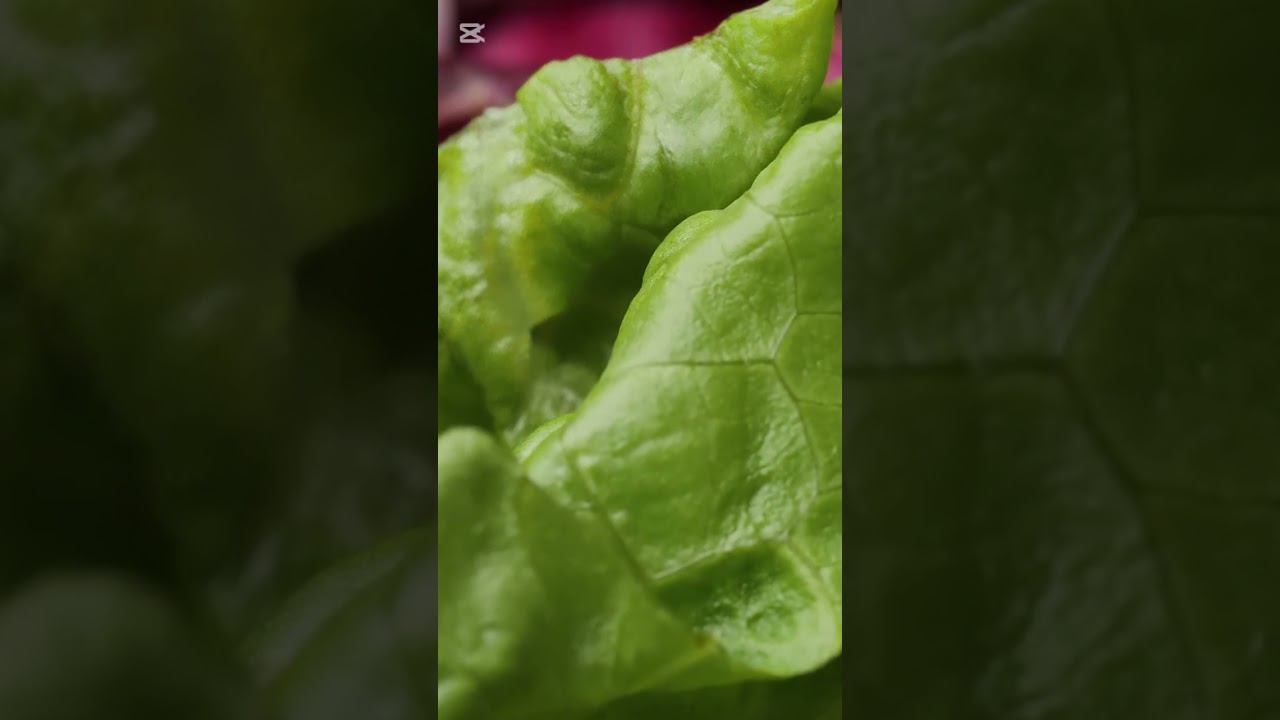 Lo que DEBES saber de la LECHUGA antes de comerla