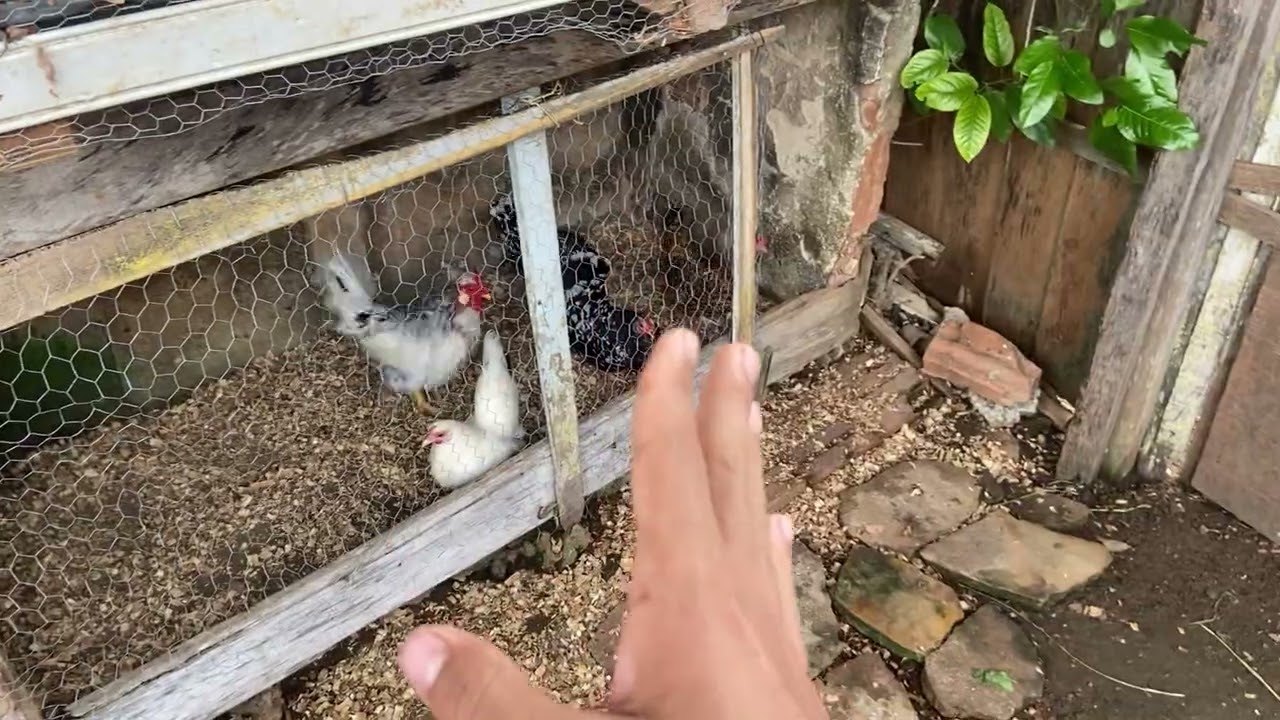 MINHA GALINHA NÃO QUIS CHOCAR 🫢🐔🥚 EM BREVE NOVAS BAIAS 😃🙌🏻❤️ VAI SAIR UMA NOVA GENÉTICA 😃🐔🐥❤️👏🏻