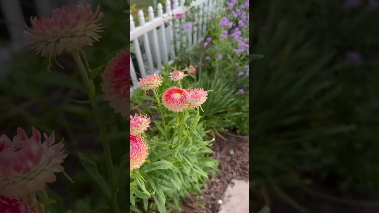 #springflowers #spring #cottagegarden #floridacottagegarden #zone10a #gardeninspiration #flowers