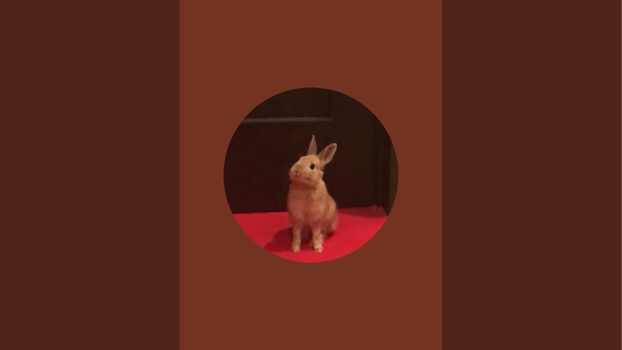 2/17【夜coco】うさぎのcocoちゃん　Coco the Rabbit, from Japan がライブ配信中！