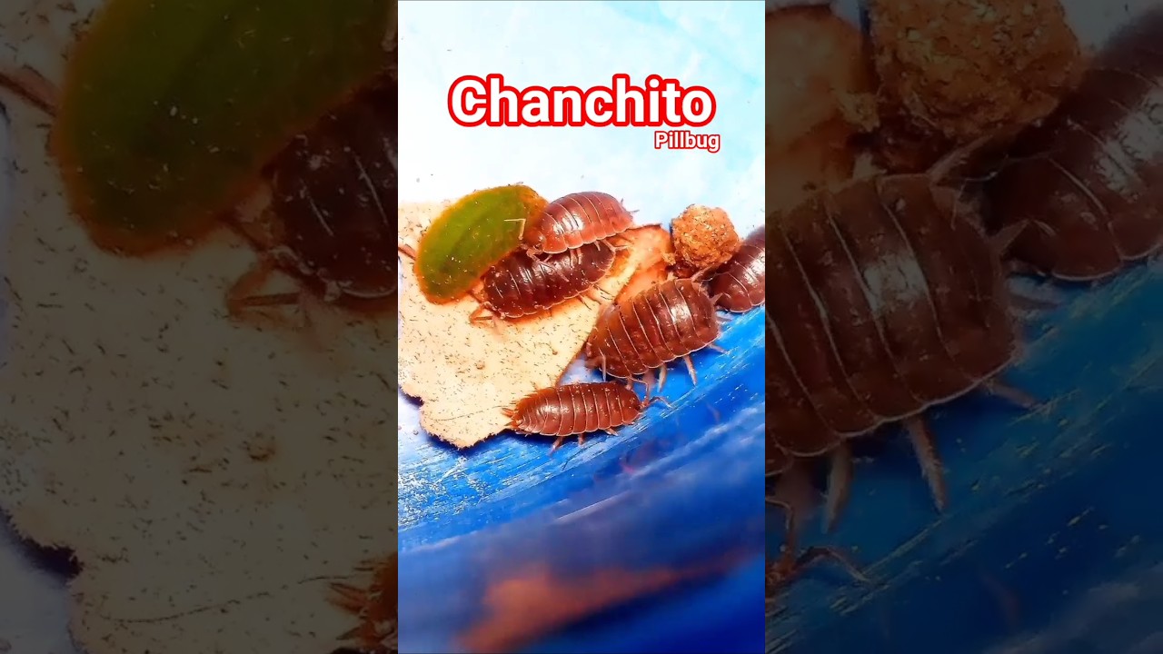 CHANCHITO DE TIERRA JUEGA DIVERTIDO !! PLAYER PILLBUG FUNNY !! , #Shorts