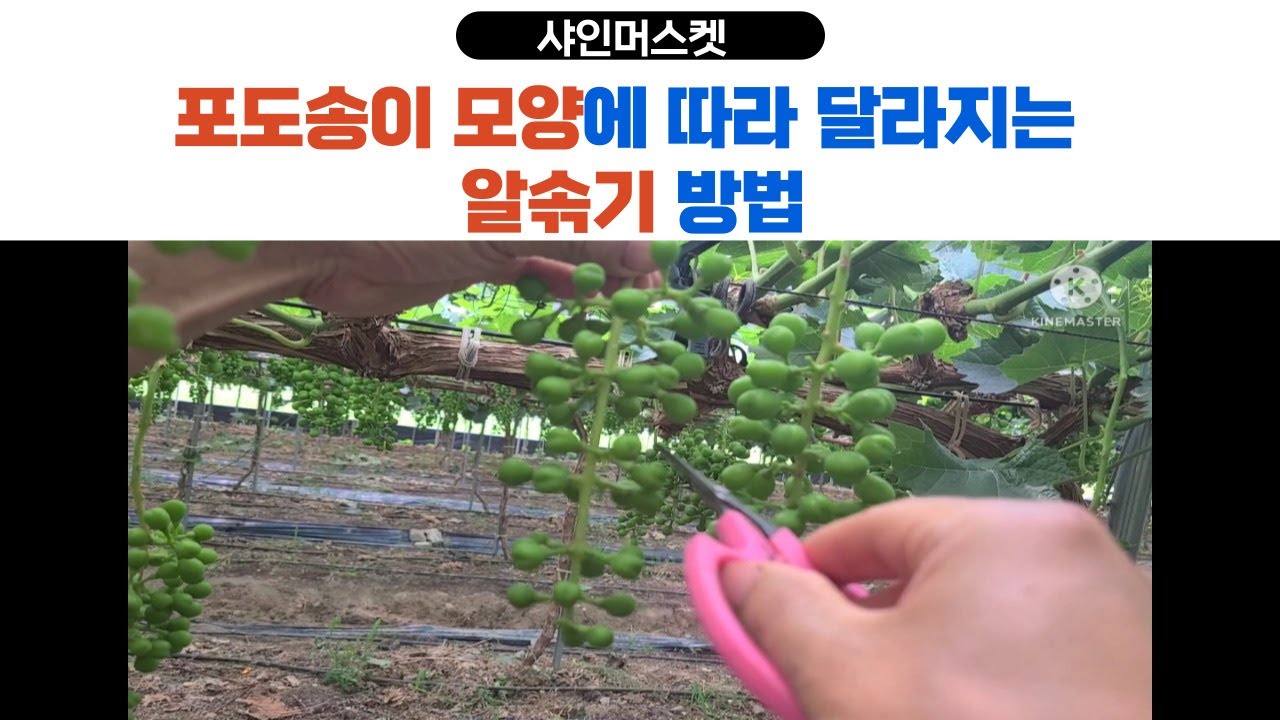 샤인머스켓 포도송이 모양에 따라 달라지는 알솎기