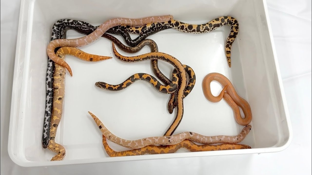 同じヘビなのに突然変異で様々な変化をしたヘビがヤバすぎる
