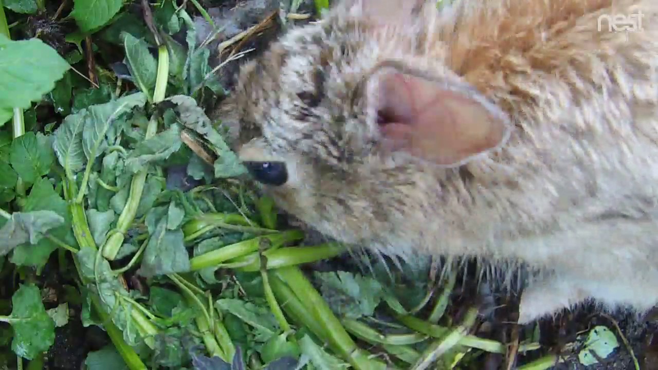 Bunny baby nest in backyard garden