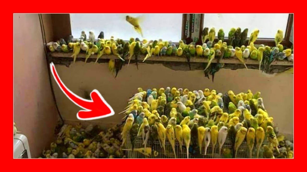 ✅ Вольер австралийских попугаев и экзотических птиц 🦜