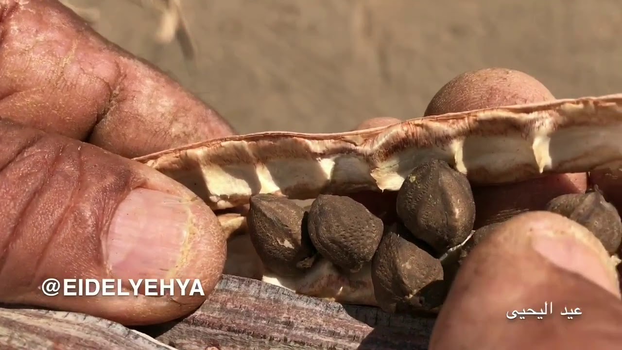 العُلا تكشف عن معجزة علاجية وإقتصادية.. شجرة البان المورينغا
