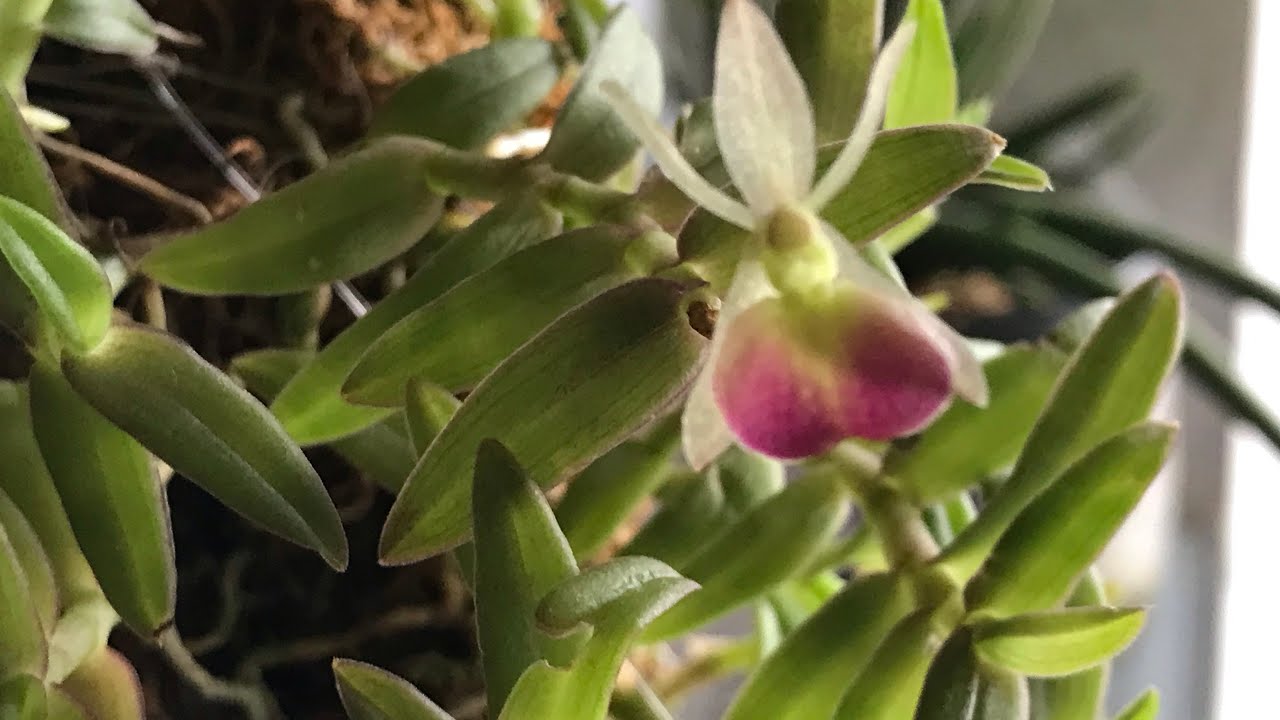 Epidendrum porpax.