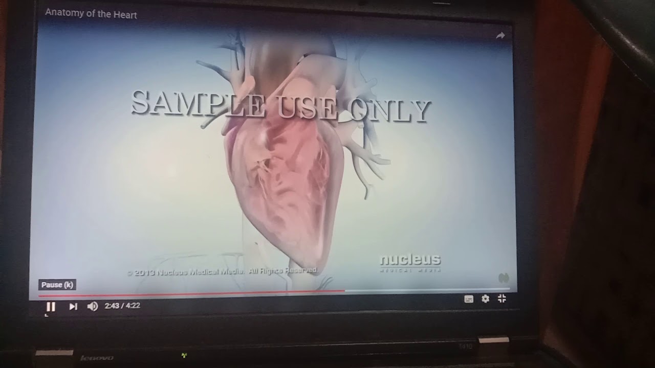 Internal structure of the heart/sangharsh