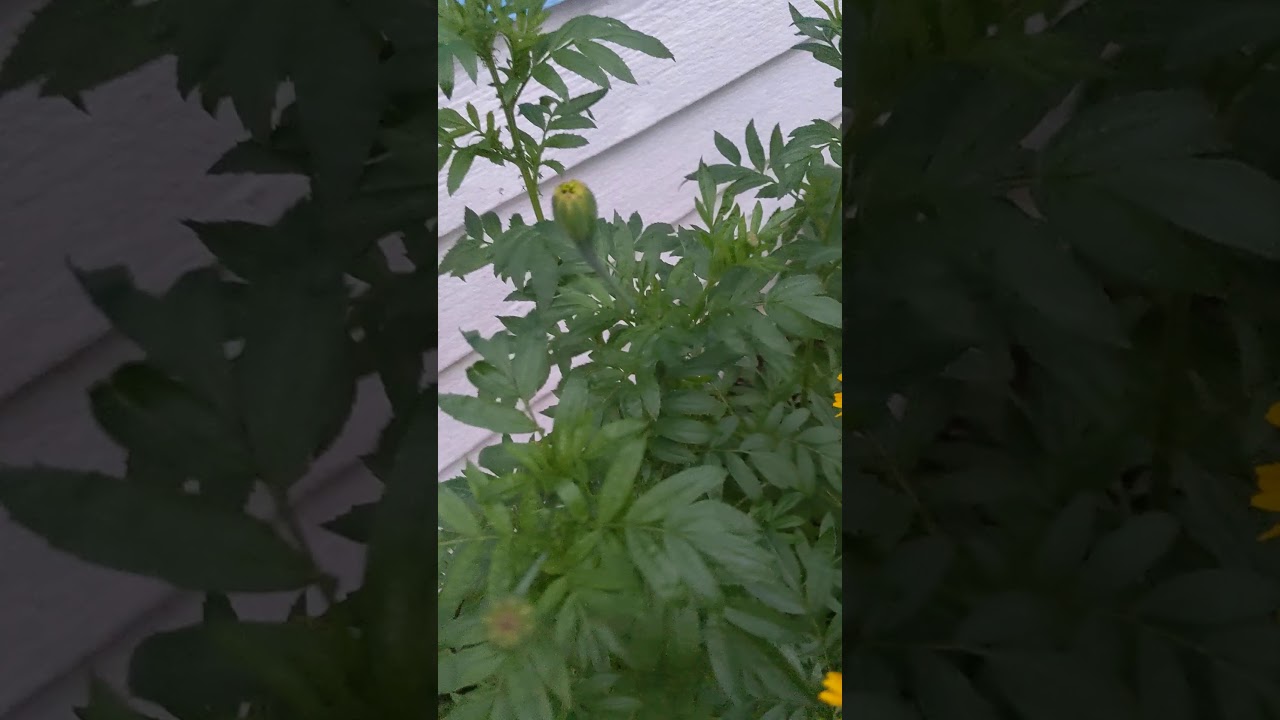 Tall Marigolds for fall blooms   (approx, 3-4 feet)