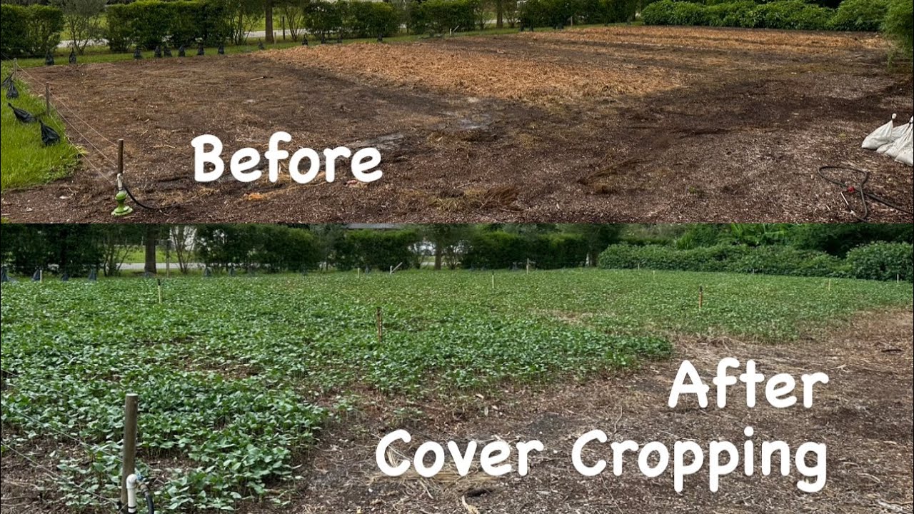 Beans, Beans, They’re Good For Your Heart! Last Minute Cover Cropping The Garden!