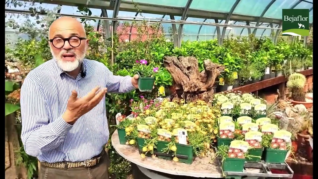 Compresse di giardinaggio. Il delosperma e la sua ricca fioritura. 