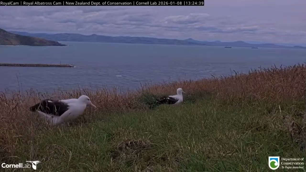Mom BOK is back, replaced Dad WYL 1 8 2026