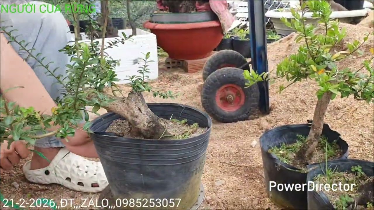 Hải châu,giao lưu khai xuân,,,S,,,997