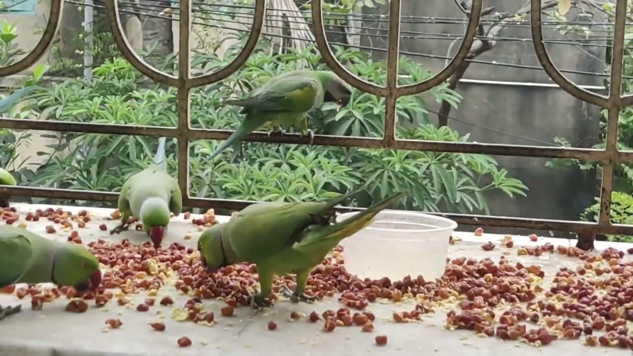 সকলের একসাথে সাক্ষাৎ হওয়ার আনন্দ 