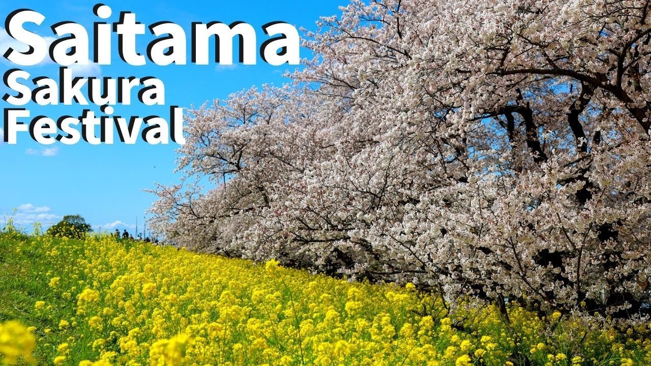 【Saitama/Kumagaya】Walking at Kumagaya Sakura Tsutsumi（Cherry Blossoms, Castle, Sakura Festival etc)