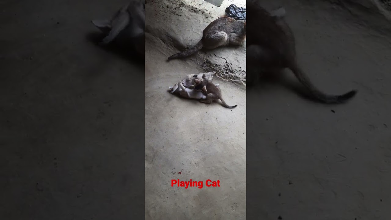 ma Tik tok