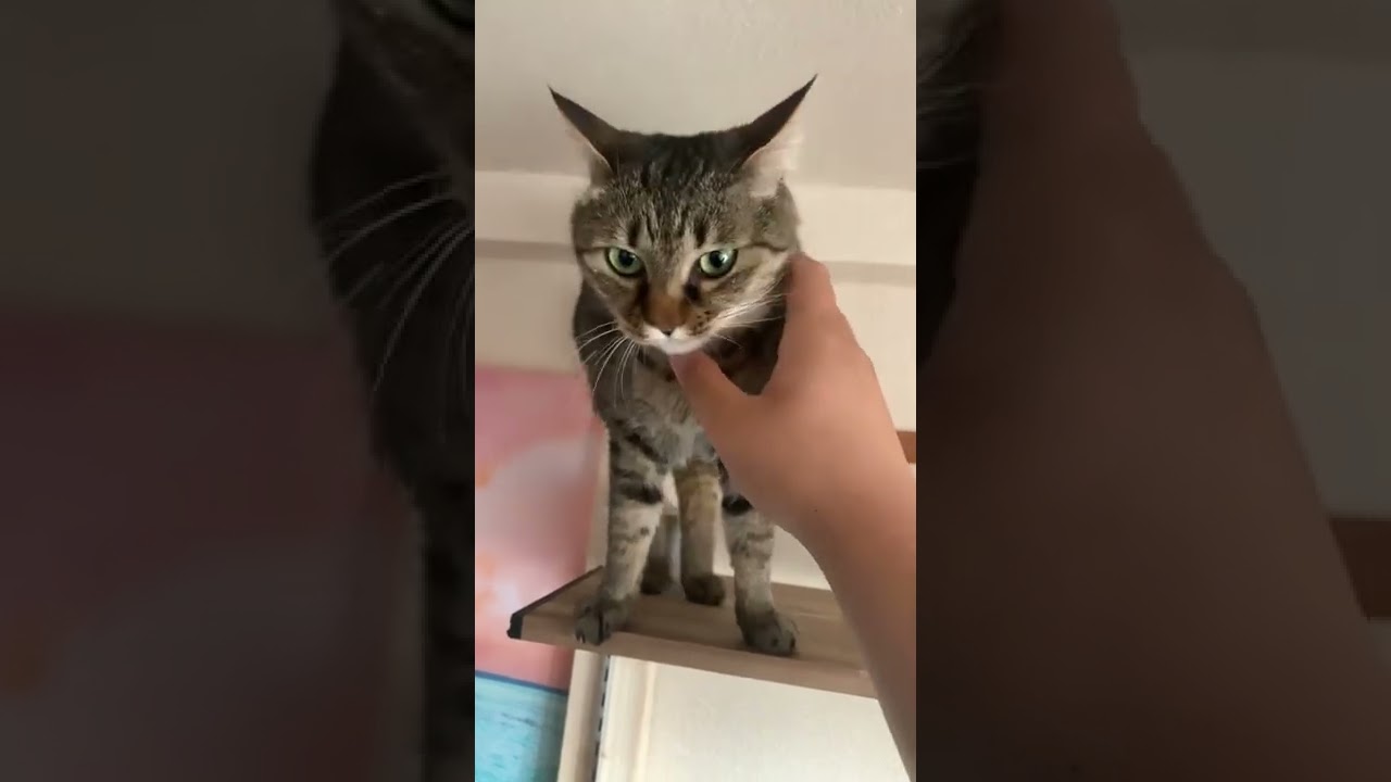 ＃猫#ねこ#雑種