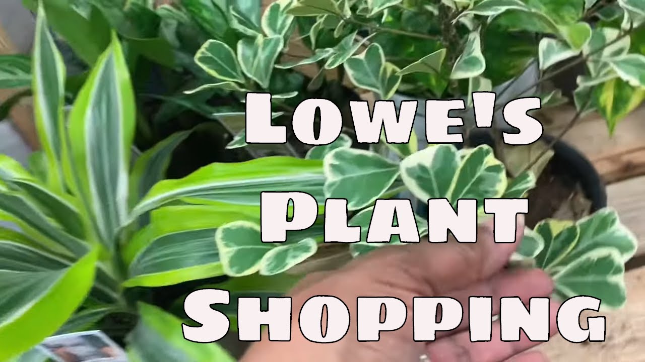 Lowe&rsquo;s Plant Shopping Costa Farms Trending Tropicals Houseplants Garden Center Plant Haul