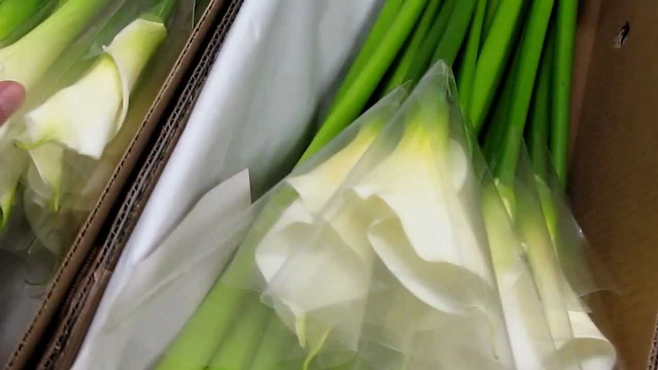 Plein feux sur les lys Calla blancs de la Colombie