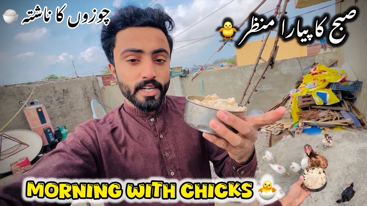 My New  Vlog 	صبح کا پیارا منظر 🐥	•	چوزوں کا ناشتہ 🍚	•	ننھے مہمانوں کی صبح🌞	•	Morning with Chicks 🐣 
