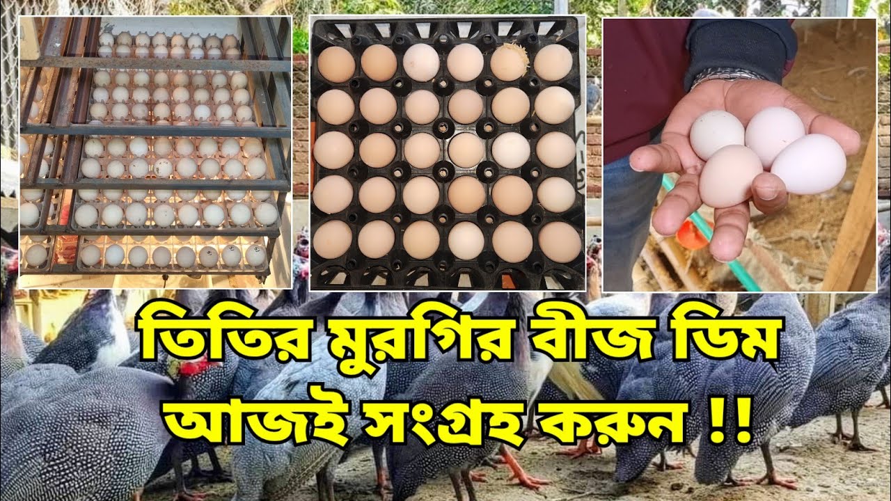 বীজ ডিম চেনার উপায় | তিতির পালনে সফলতা