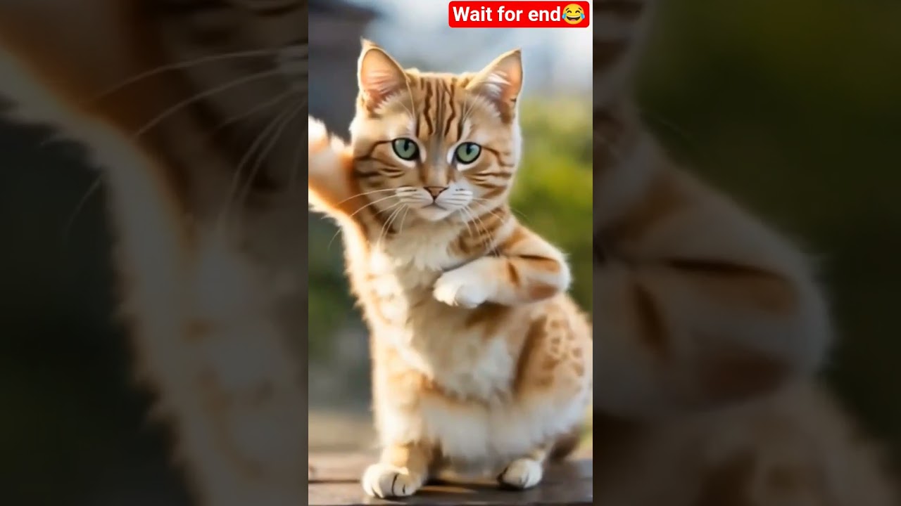cat🐈 dance video viral😂 #funny #comedy #animals #growvideo #viralchainalgrowvideo #shortgrow