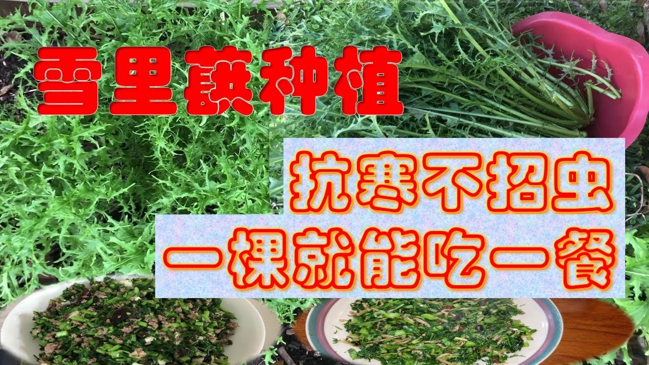 雪里蕻种植及吃法