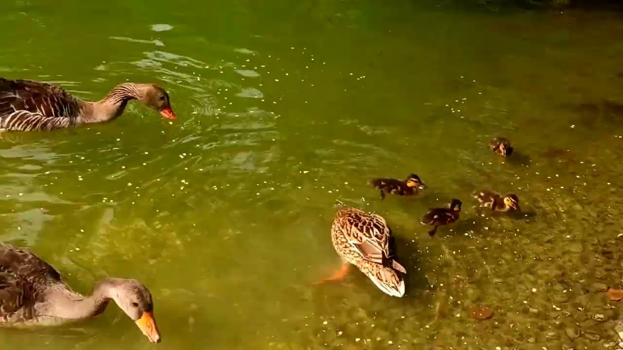 Feeding a Family of Ducks and Geese in the Park | Joy and Excitement from Meeting the Birds #birds