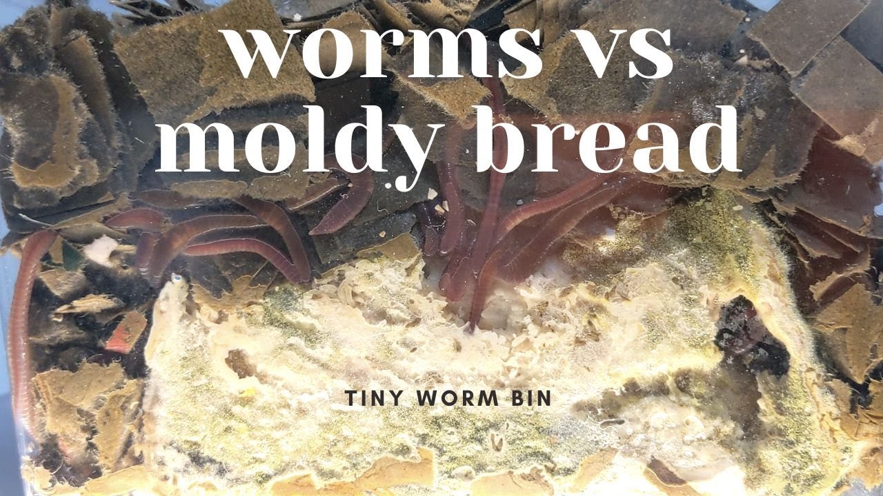 Worms vs Moldy Bread - African Night Crawlers eating moldy bread