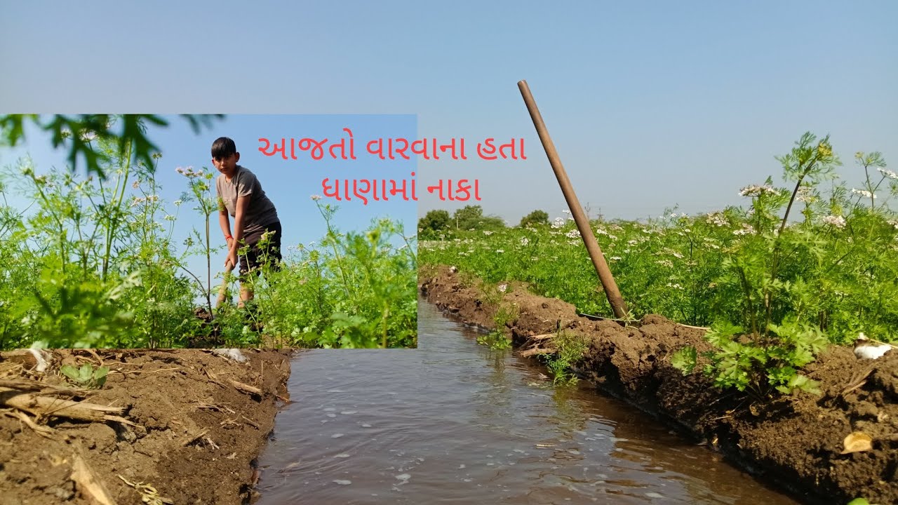 આજતો વારવાના હતા ધાણામાં નાકા #farming #comedy #video 