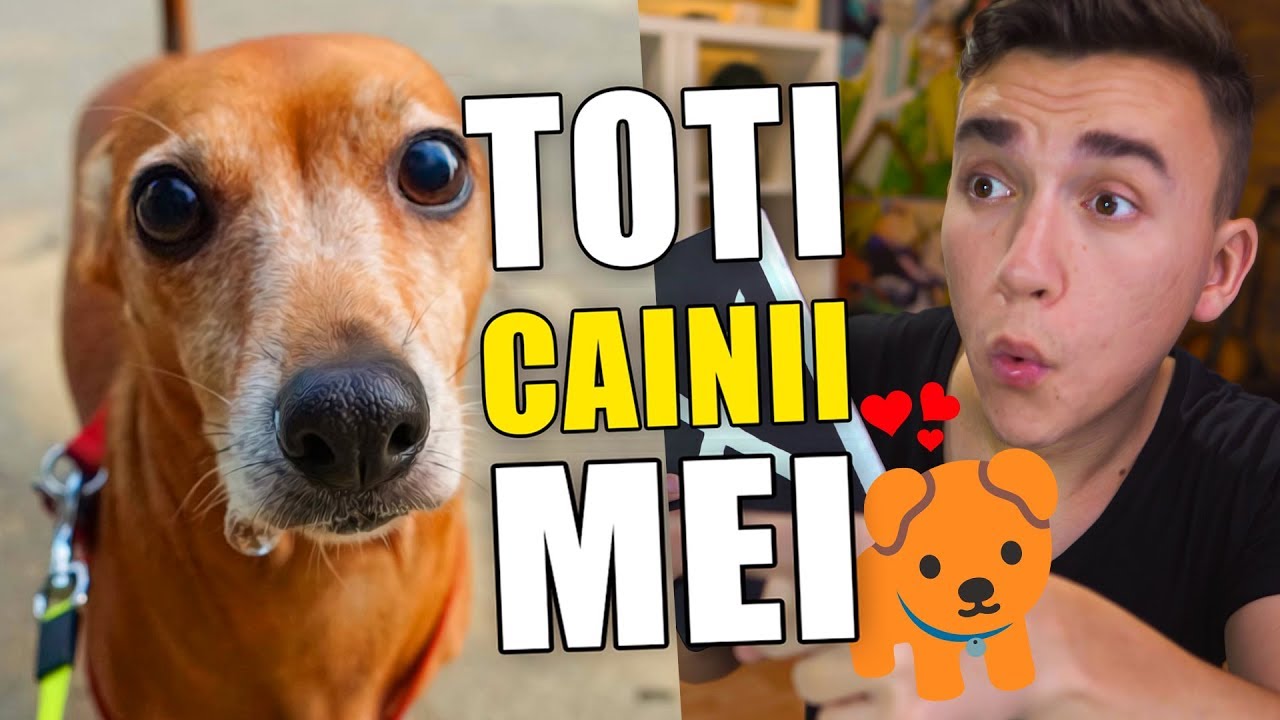 CATI CAINI AM AVUT? (Jurnalul lui Daragiu)