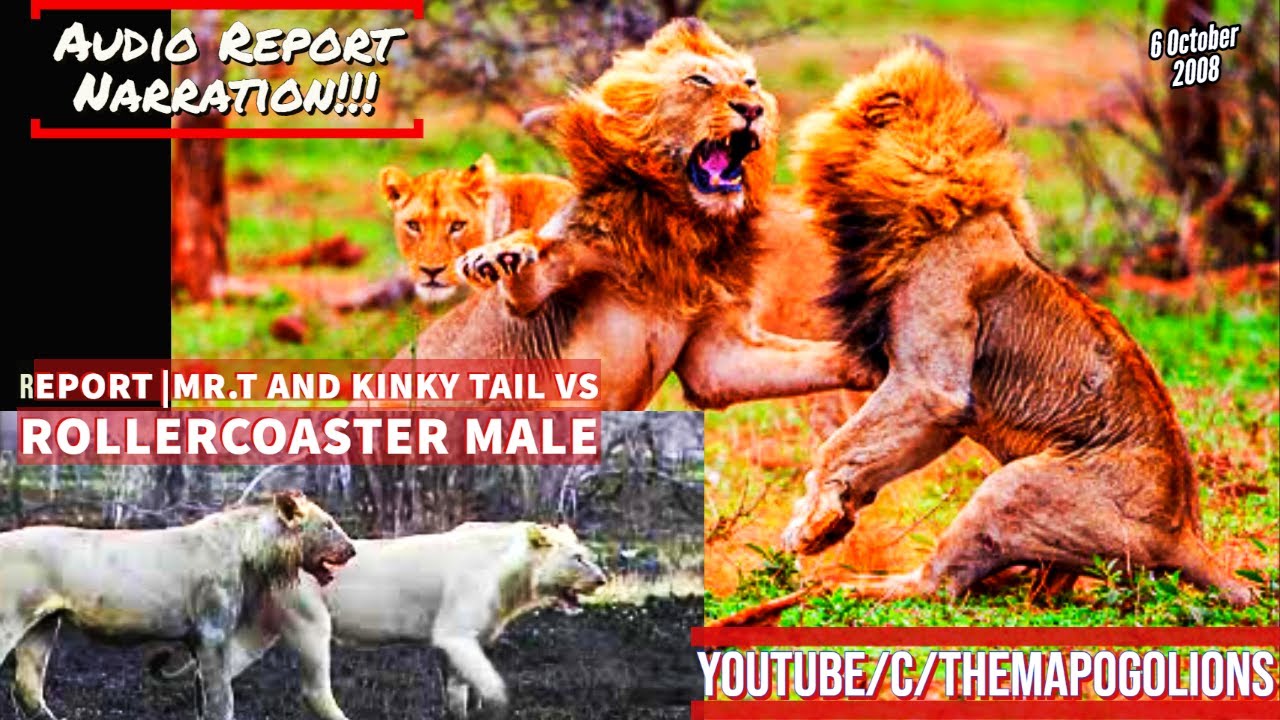 Lion vs Lion - Mr.T and Kinky Tail vs their Half Brother RollerCoaster Male