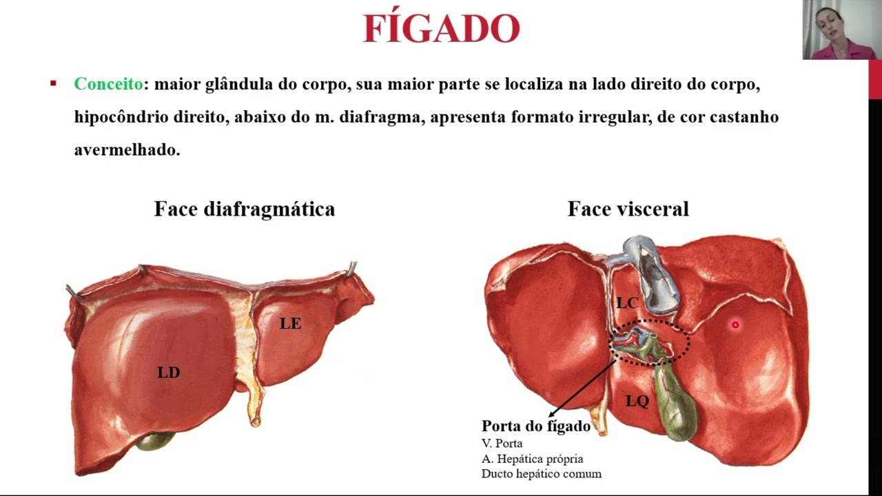 Sistema Digestório   parte 2