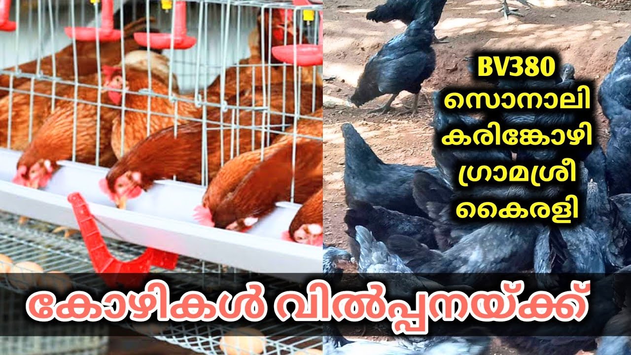 മുട്ട കോഴികൾ വിൽപ്പനയ്ക്ക്  | BV380 Sonali and Karinkozhi for Sale in Kerala