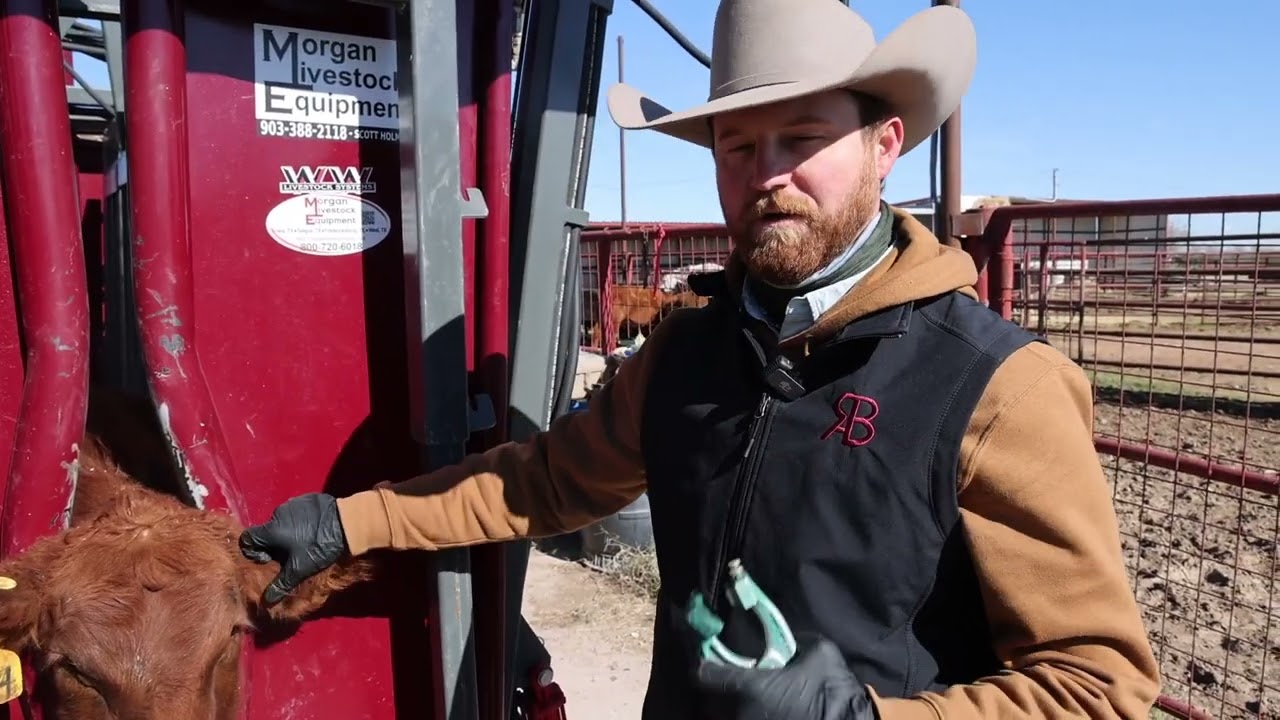 How to Tag and Tatoo Cattle Correctly