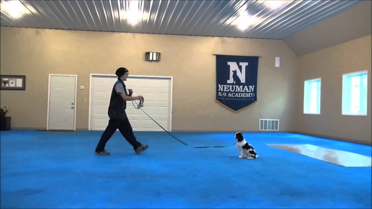 Teddy (Cavalier King Charles Spaniel) Boot Camp Dog Training