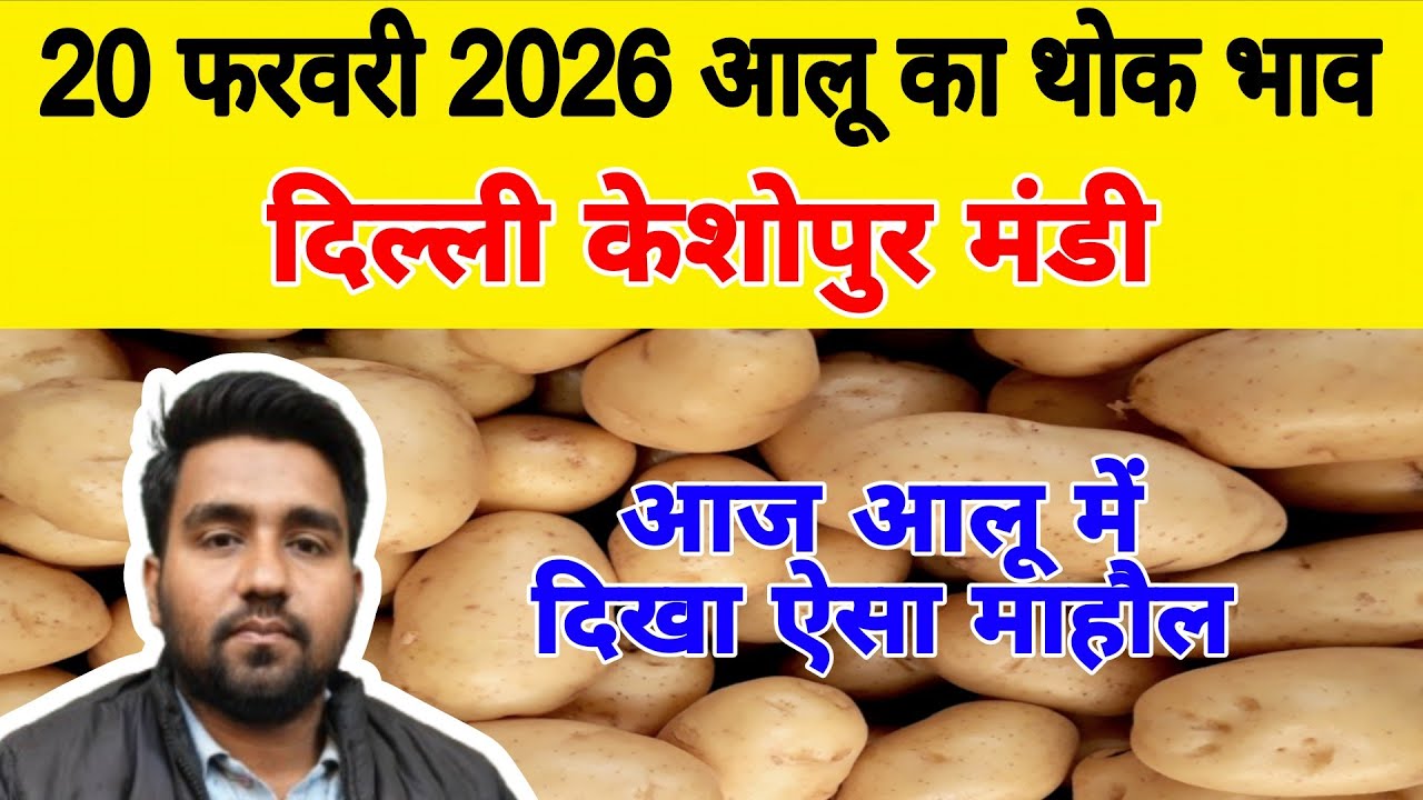 दिल्ली आलू का भाव | 🥔potato market price today | Today Potato rate | 20 Feb 2026 #potato #Aalukebhav