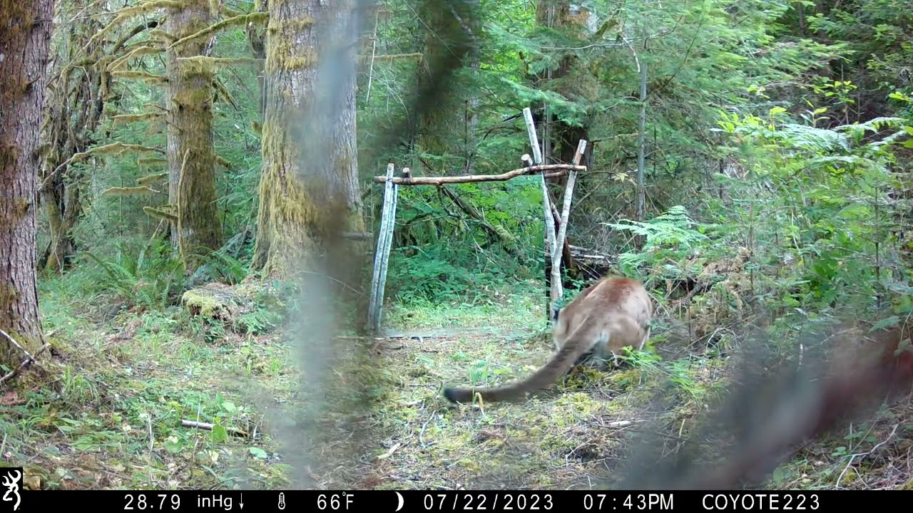 Mountain lion with mirror