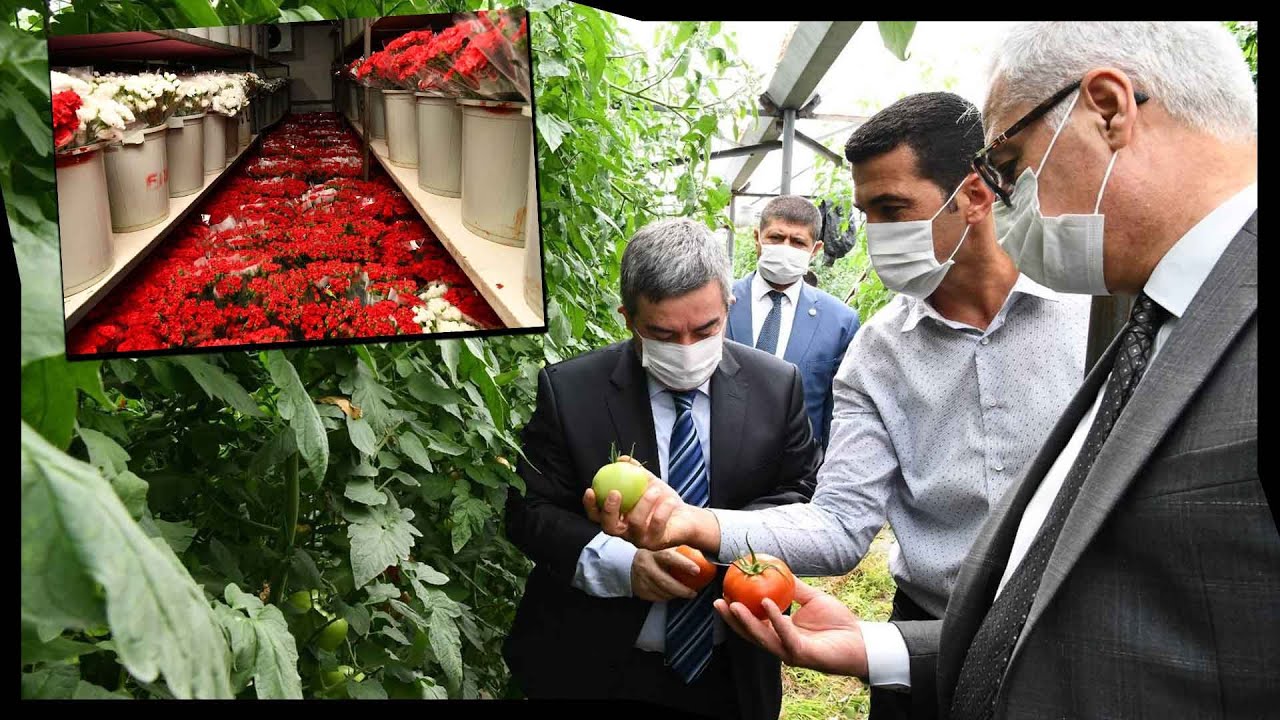 Isparta’da Domates ve Karanfil Hasadı Devam Ediyor