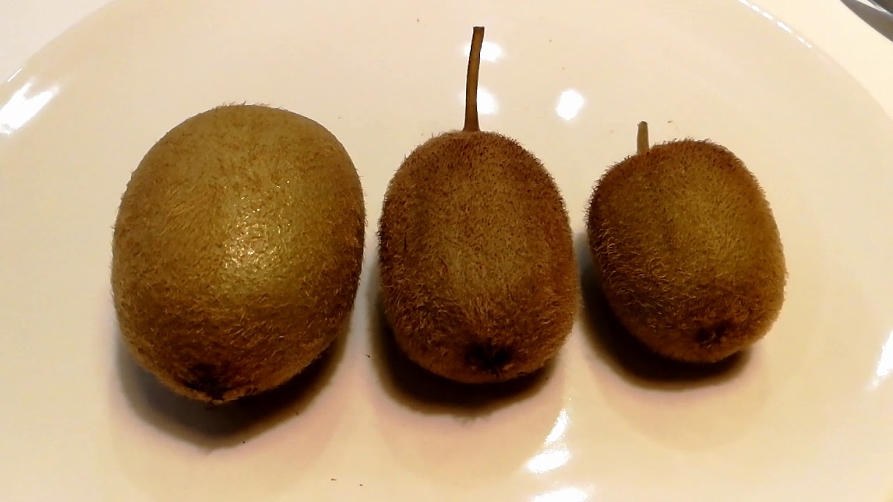 Odc.117 Jesienna wizyta na działce i zbiór topinambura, kiwi, oraz zimowanie fig i granatów.