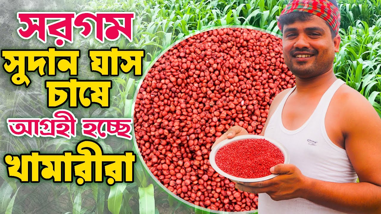 সরগম সুদান ঘাস চাষে আগ্রহী হচ্ছে কৃষকরা | সুদান ঘাসের বৈশিষ্ট্য কি? Sorghum Sudangrass Farming